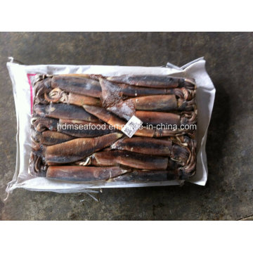 200-300g Top Quality Frozen Illex Squid